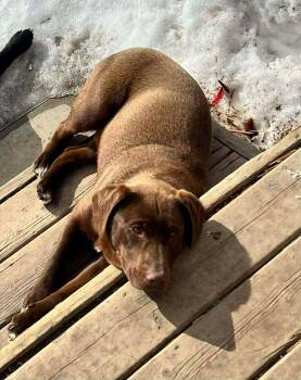 Labrador Retriever and Mixed Breed Dogs Available for Adoption in Calgary, Alberta - Mavis | PetCurious