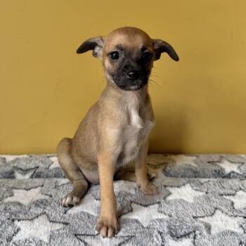 Honey -  Chihuahua and Italian Greyhound Dog for Adoption in Boulder, Colorado - Honey | PetCurious