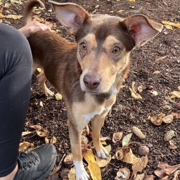 Richard -  Australian Kelpie Dog for Adoption in Spokane, Washington - Richard | PetCurious