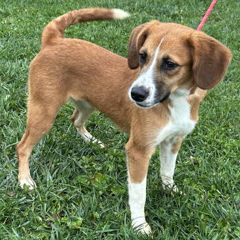 Rescue Beagle Dogs for Adoption in Cincinnati, Ohio - Cherry | PetCurious