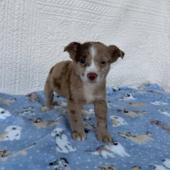 Birthday Present -  Terrier and Mixed Breed Dog for Adoption in Carencro, Louisiana - Birthday Present | PetCurious