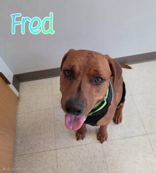 Fred -  Redbone Coonhound Dog for Adoption in Port Clinton, Ohio - Fred | PetCurious