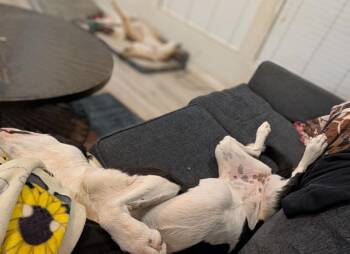 Rescue Australian Shepherd and Pit Bull Terrier Dogs for Adoption in Wrightwood, California - Luna | PetCurious