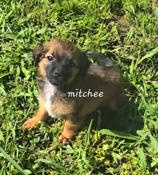 Chiweenie Dogs Available for Adoption in Penryn, California - Mitchee | PetCurious