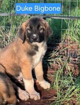 Great Pyrenees and Anatolian Shepherd Dogs Available for Adoption in Waunakee, Wisconsin - Duke Bigbone | PetCurious