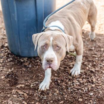 Pit Bull Terrier Dogs Available for Adoption in Oakland, California - Poet | PetCurious