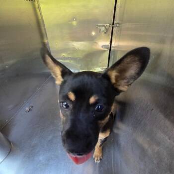 Mixed Breed Dogs Available for Adoption in Columbus, Georgia - 04/24/2026-Stray-UplandCourt | PetCurious