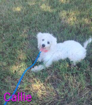 Rescue Poodle Dogs for Adoption in New York, New York - Callie TX | PetCurious