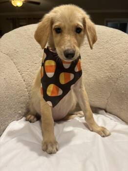 Maple -  Golden Retriever Dog for Adoption in Denver, Colorado - Maple | PetCurious
