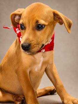 Jack Russell Terrier and Beagle Dogs Available for Adoption in Nahunta, Georgia - Cupcake | PetCurious