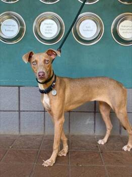 Fern -  Greyhound and Mixed Breed Dog for Adoption in Honolulu, Hawaii - Fern | PetCurious