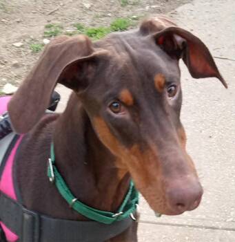 Doberman Pinscher Dogs Available for Adoption in Fleetwood, Pennsylvania - Chase(Chester) | PetCurious