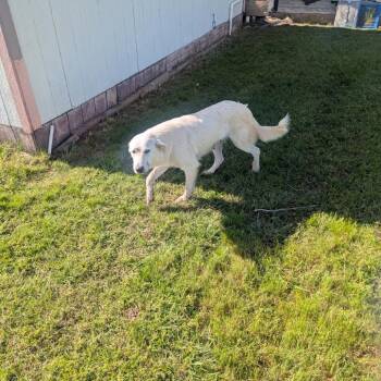 Nessarose -  Mixed Breed Dog for Adoption in Pauls Valley, Oklahoma - Nessarose | PetCurious