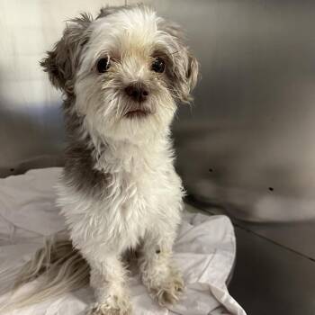 Marley -  Mixed Breed Dog for Adoption in Philadelphia, Pennsylvania - Marley | PetCurious