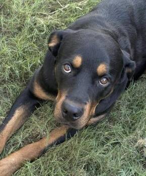 Rottweiler and Doberman Pinscher Dogs Available for Adoption in Pflugerville, Texas - Arya | PetCurious