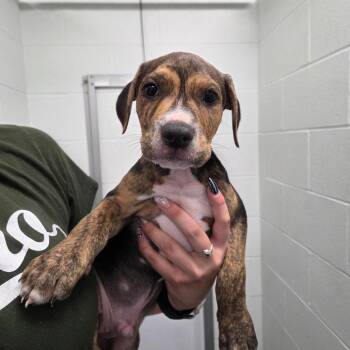 Cat Boy -  Pit Bull Terrier and Hound Dog for Adoption in Parkersburg, West Virginia - Cat Boy | PetCurious