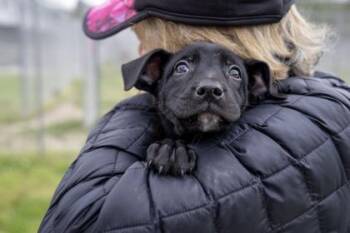 Shepherd and Mixed Breed Dogs Available for Adoption in West Chester, Pennsylvania - Phillip | PetCurious