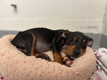 Rocky -  Hound and Mixed Breed Dog for Adoption in Largo, Florida - Rocky | PetCurious