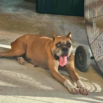 Amora -  Boxer Dog for Adoption in Monticello, New York - Amora | PetCurious