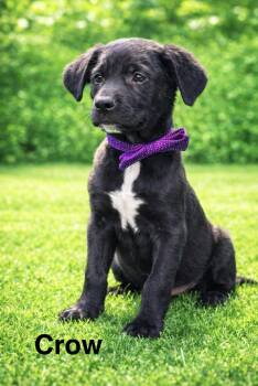Labrador Retriever Dogs Available for Adoption in Lucas, Texas - Crow | PetCurious