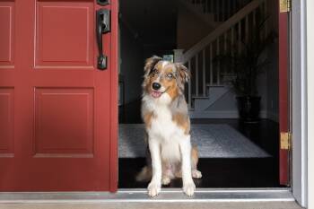 Rescue Australian Shepherd Dogs for Adoption in Ontario, California - Hoku Sks Sven | PetCurious