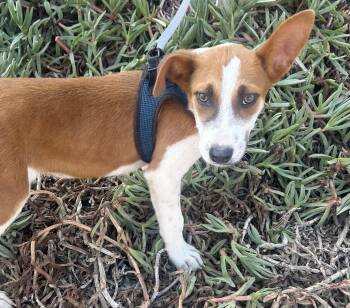 PACO -  Jack Russell Terrier Dog for Adoption in Bell Gardens, California - PACO | PetCurious