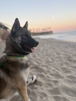 Rescue German Shepherd Dog and Norwegian Elkhound Dogs for Adoption in Irvine, California - Cooper | PetCurious