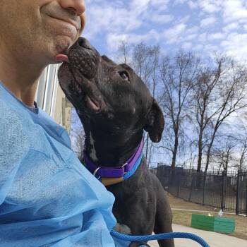 Bunny -  Mixed Breed Dog for Adoption in Sinking Spring, Pennsylvania - Bunny | PetCurious
