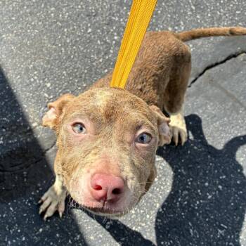 Aruba -  Pit Bull Terrier Dog for Adoption in Valparaiso, Indiana - Aruba | PetCurious
