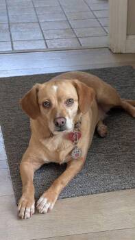 Beagle Dogs Available for Adoption - POPPY | PetCurious