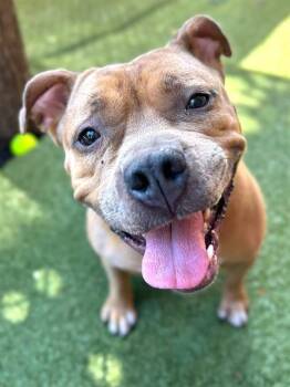 Rescue Pit Bull Terrier and Mixed Breed Dogs for Adoption in Minneapolis, Minnesota - COCO | PetCurious