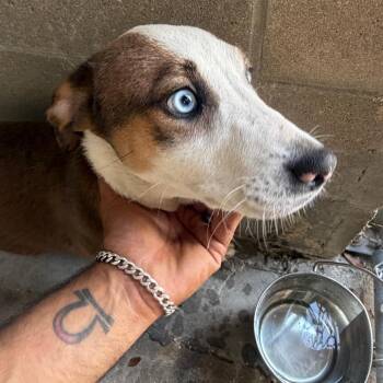 Mixed Breed Dogs Available for Adoption in Lake Panasoffkee, Florida - Sapphire | PetCurious