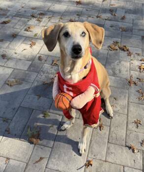 Rescue Labrador Retriever and Hound Dogs for Adoption in Lindenhurst, New York - Sadie | PetCurious