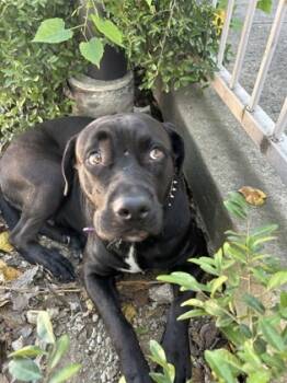 Rescue Pit Bull Terrier and Mixed Breed Dogs for Adoption in Fort Worth, Texas - 59802575 | PetCurious