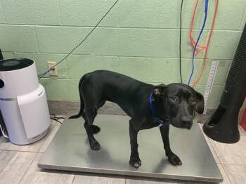 American Staffordshire Terrier and Mixed Breed Dogs Available for Adoption in Grand Prairie, Texas - SASSAFRAS | PetCurious