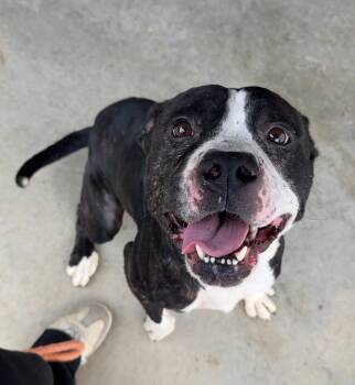 OREO -  Pit Bull Terrier Dog for Adoption in Rochester, Indiana - OREO | PetCurious
