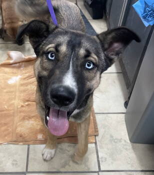 Rescue Husky and Shepherd Dogs for Adoption in El Centro, California - Wilbur | PetCurious
