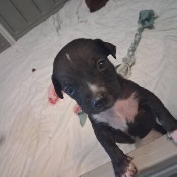Bibble 8882 -  Black Labrador Retriever and Mixed Breed Dog for Adoption in Loxahatchee Groves, Florida - Bibble 8882 | PetCurious