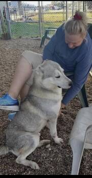Siberian Husky and Alaskan Malamute Dogs Available for Adoption in Washington Court House, Ohio - Blaze | PetCurious