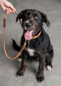 Susie -  Schnauzer Dog for Adoption - Susie | PetCurious