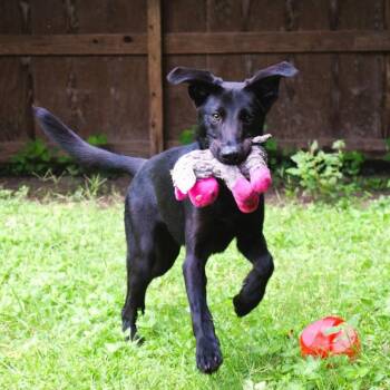 Play-Doh -  Black Labrador Retriever Dog for Adoption in Birmingham, Alabama - Play-Doh | PetCurious
