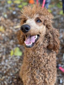 Rescue Standard Poodle Dogs for Adoption in Sudbury, Massachusetts - Ivy | PetCurious