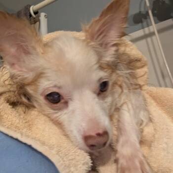 Rescue Chihuahua Dogs for Adoption in Romeoville, Illinois - Sprite | PetCurious