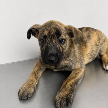 Muttsarella -  Hound Dog for Adoption in Portland, Maine - Muttsarella | PetCurious