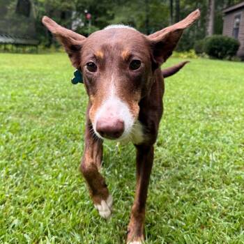 KitKat -  Portuguese Podengo and Greyhound Dog for Adoption in Hanson, Massachusetts - KitKat | PetCurious