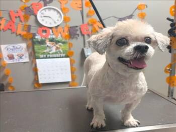 COOKIE -  Lhasa Apso Dog for Adoption in Las Vegas, Nevada - COOKIE | PetCurious