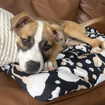 Mixed Breed Dogs Available for Adoption - 304 (2026) Jameson | PetCurious