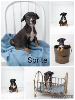 Sprite -  Smooth Fox Terrier and Labrador Retriever Dog for Adoption in Enterprise, Alabama - Sprite | PetCurious
