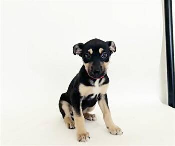 TELLURIDE -  Terrier Dog for Adoption in Brentwood, Missouri - TELLURIDE | PetCurious