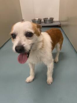Terrier and Mixed Breed Dogs Available for Adoption in Hayward, California - HENRY | PetCurious